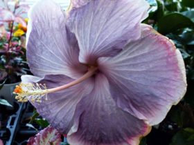 ハイビスカス： TW.アフロディーテ