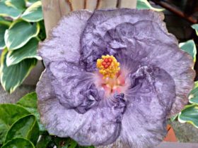 ハイビスカス： ナイトビーコン