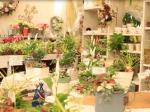 岡山の園芸店、観葉植物・ギフトコーナーを販売
