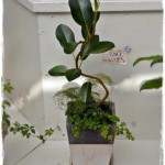 岡山の観葉植物販売店