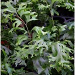 岡山の観葉植物販売店