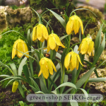 Fritillaria Golden Flag