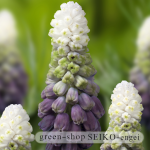 Muscari Latifolium Grape Ice