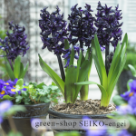 hyacinthdarkdimension