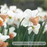 jope00204 narcissus princess kiko