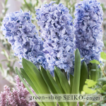 visi57645 hyacinth blue tango