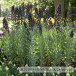 visi67772fritillaria persica