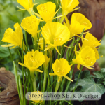 水仙ｺﾞｰﾙﾃﾞﾝﾍﾞﾙ