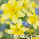 水仙ﾆｭｰﾍﾞｲﾋﾞｰ