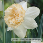 水仙ﾌﾟﾃｨﾌｫｰ