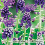 ﾑｽｶﾘｸｲﾌﾊｲﾔｼﾝﾄ