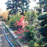 紅シダレモミジ