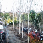 シラカバジャコモンティー