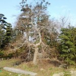 紅シダレモミジ