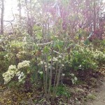 岡山の植木販売、アセビ