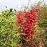 岡山の植木販売、トキワマンサク