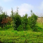 岡山の植木販売、シラカシ株立