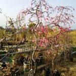 岡山の植木販売、花桃
