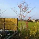 岡山の植木販売、ナツメ