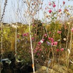 岡山の植木販売、シモクレン