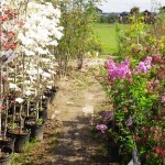 岡山の植木販売、ライラック