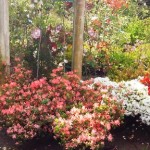 岡山の植木販売、久留米ツツジ