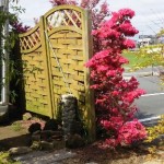 岡山の植木販売、久留米ツツジ