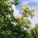 岡山の植木販売、ヒトツバダコ