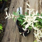 岡山の植木販売、岩ナンテン、マキアージュ