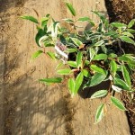 岡山の植木販売、岩ナンテン、ホワイトウォーター