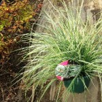 岡山の植木販売、カレックス、エレベスト