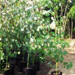 岡山の植木販売、ユーカリ、ポポラス