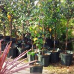 岡山の植木販売、ドドナエア