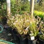 岡山の植木販売、アベリヤシネンシス