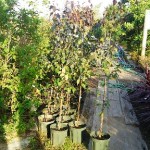 岡山の植木販売、赤葉、白樺ロイヤルフロスト