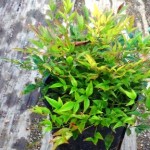 岡山の植木販売、ドワーフナンテン、グリフストリーム