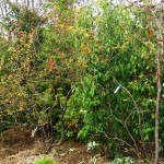 岡山の植木販売、常緑ヤマボウシとアブラツツジ