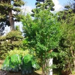 岡山の植木販売、ハイノキ