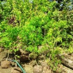 岡山の植木販売、ニュー珊瑚モミジ