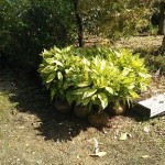 岡山の植木販売、ふいりアオキ