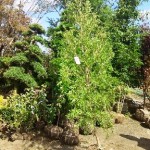 岡山の植木販売、ブラッーシーの木赤花