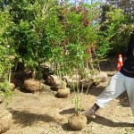 岡山の植木販売、シマトネリコ