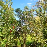 岡山の植木販売、シロダモ