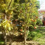 岡山の植木販売、ザクロ