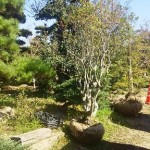 岡山の植木販売、うめもどき