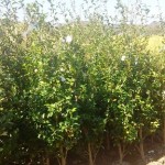 岡山の植木販売、サザンカ朝倉