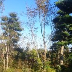 岡山の植木販売、コハウチワカエデ