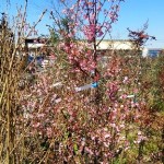 岡山の植木販売、オカメサクラ 咲きました