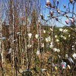 岡山の植木販売、ハクレン 姫コブシ 咲きました