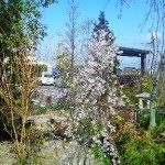 岡山の植木販売、富士シダレザクラ 咲きました